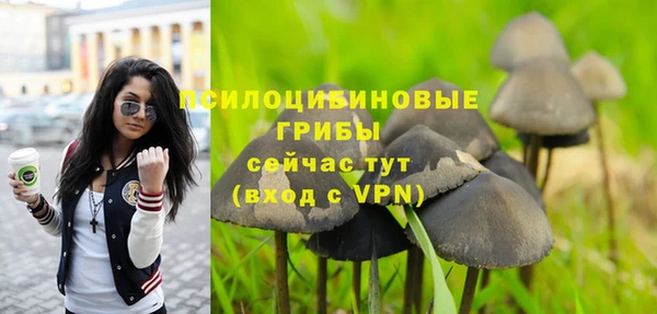 прущие грибы Абаза